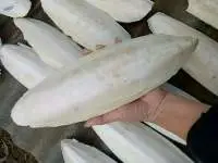 Cuttlefish Bone