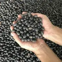 Black Lotus Seeds