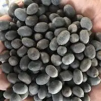 High Quality Back Lotus Seed
