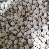 Dried Lotus Seed