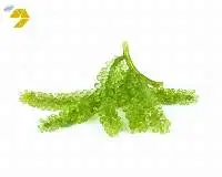 Best Price Fresh Sea Grape From Vietnam