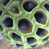 Dried Lotus Seed Best Price Vietnam
