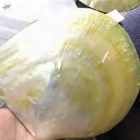 Mother Of Pearl Material Seashell And Wall