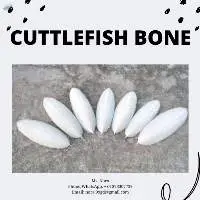 Cuttlefish Bone