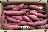 Sweet Potato Vietnam (Alison)