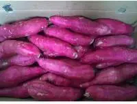 Sweet Potato