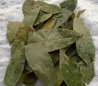 Soursop Leaves Dried  
