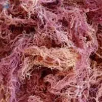 Purple Sea Moss For Making Gel