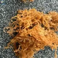 Golden Sea Moss For Making Gel
