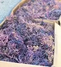 Dried Sea Moss - Irish Moss