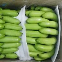 Fresh cavendish banana best price