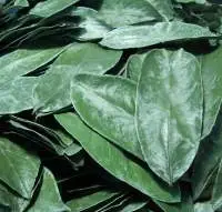 Dried Soursop Leaves