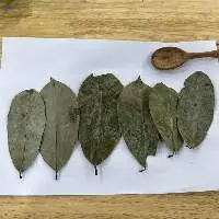 Dried Soursop Leaves