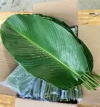 Vietnamese Frozen Dong Leaves