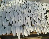 Cuttlefish Bone