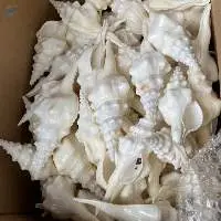 Seashell Fusinus Undatus