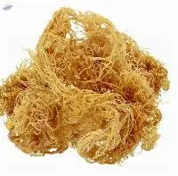Dried Wildcraft Golden Sea Moss