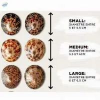 Limpet Shell