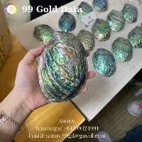 Abalone Shell - Sanny