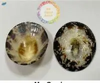 Limpet Seashell/ Breastfeeding Seashells  