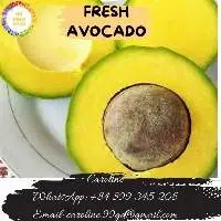 Fresh Avocado