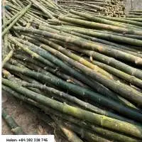 Bamboo Pole