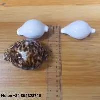 Egg Cowrie Sea Shell