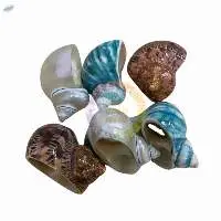 Sea Shell