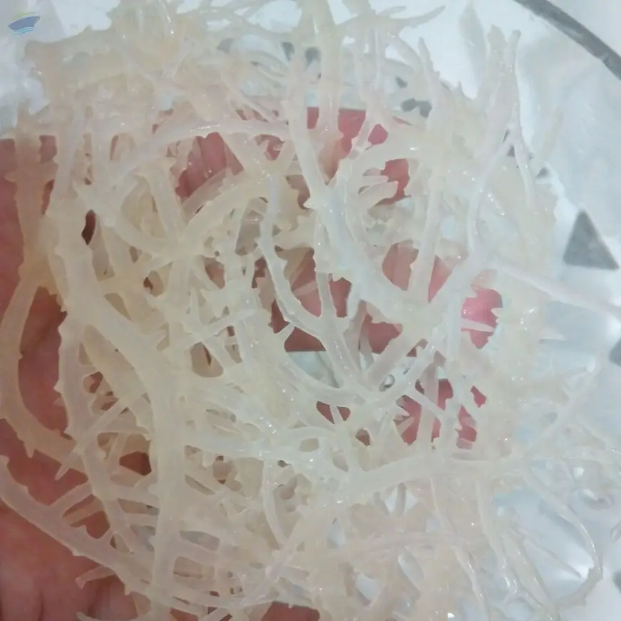 High-Quality Dried Salted/Unsalted Sea Moss