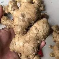 Premium Clean Fresh Ginger