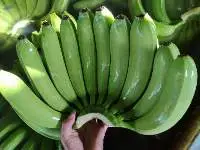 Fresh Banana