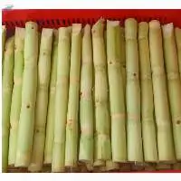 Frozen Sugarcane