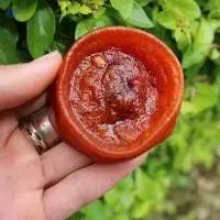 Dried Persimmon