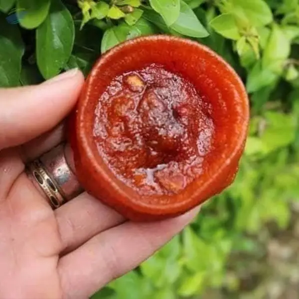 Dried Persimmon