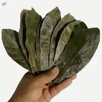 Dried Soursop Leaves