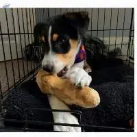 Coffee Wood Pet Chew