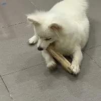 Wooden Pet Chew