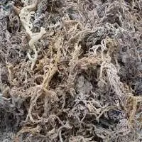 High-Quality Dried Salted/Unsalted Sea Moss
