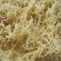 High-Quality Dried Salted/Unsalted Sea Moss