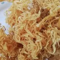 High-Quality Dried Salted/Unsalted Sea Moss