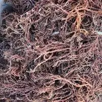 High-Quality Dried Salted/Unsalted Sea Moss