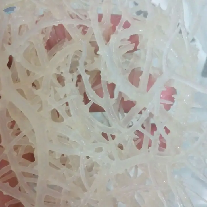 High-Quality Dried Salted/Unsalted Sea Moss