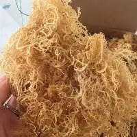 High-Quality Dried Salted/Unsalted Sea Moss