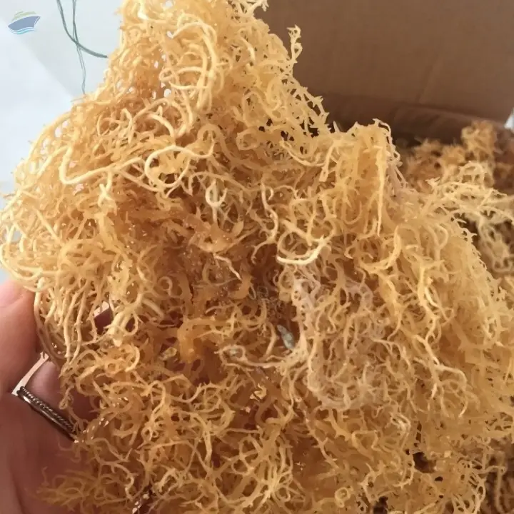 High-Quality Dried Salted/Unsalted Sea Moss