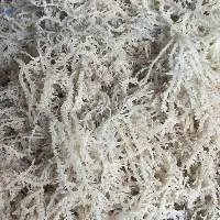 High-Quality Dried Salted/Unsalted Sea Moss