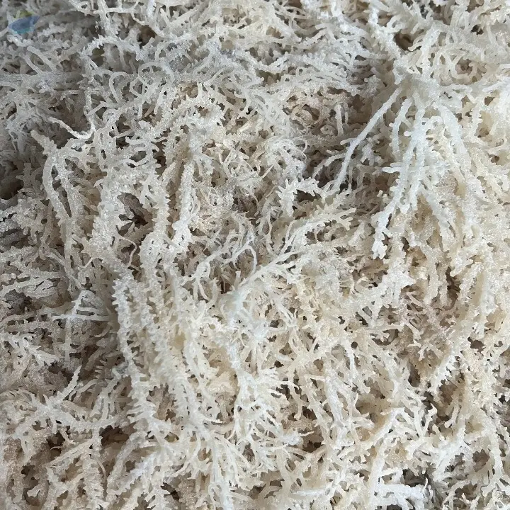 High-Quality Dried Salted/Unsalted Sea Moss