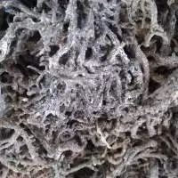 High-Quality Dried Salted/Unsalted Sea Moss