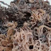 High-Quality Dried Salted/Unsalted Sea Moss