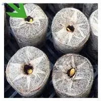 Coir Jiffy