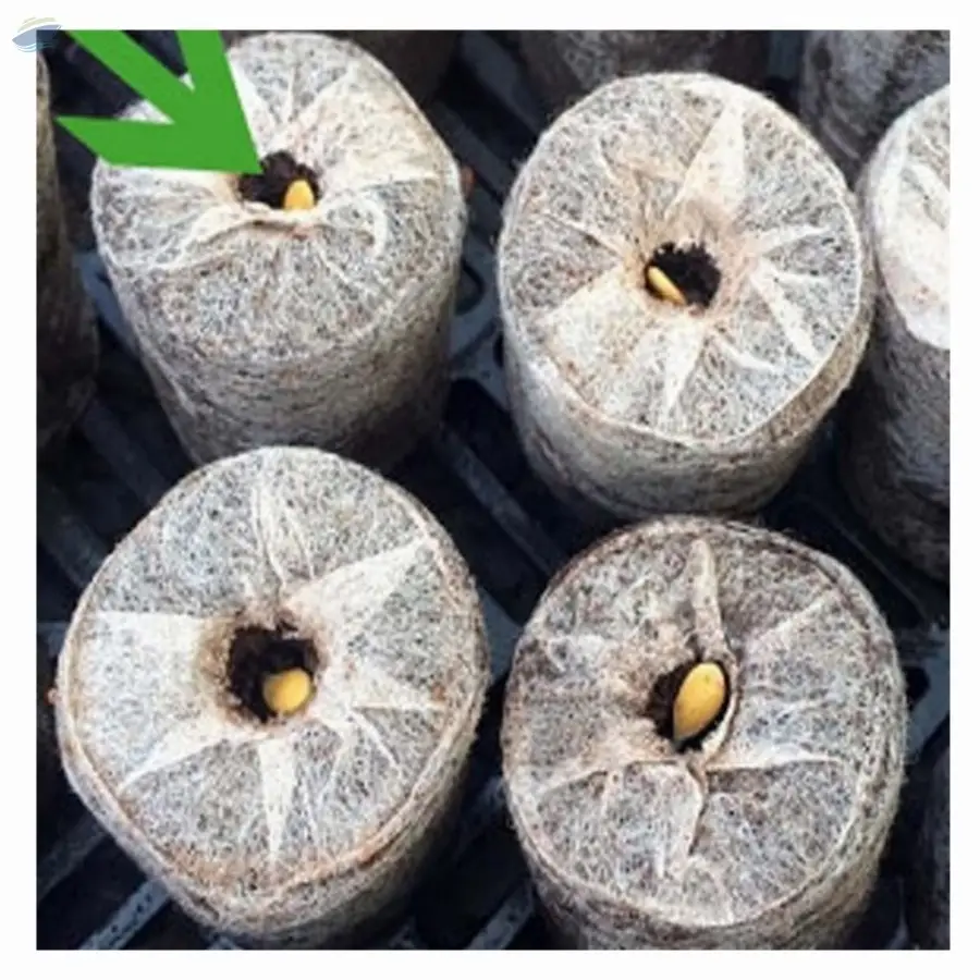 Coir Jiffy